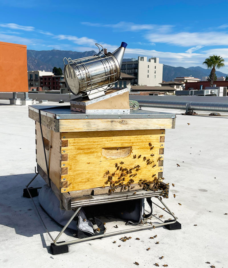 bees swarming outside of a man-made bee hive on a rooftop